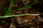 Lined sedge